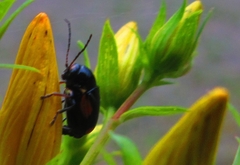 Cryptocephalus moraei