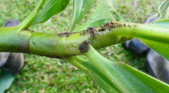 Costus amazonicus krukovii