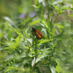 Danaus plexippus