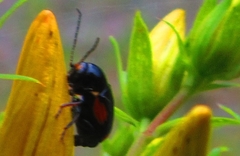 Cryptocephalus moraei