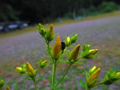 Cryptocephalus moraei