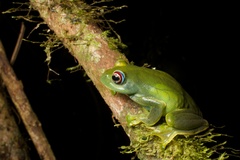 Boophis luteus