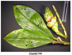 Costus amazonicus krukovii