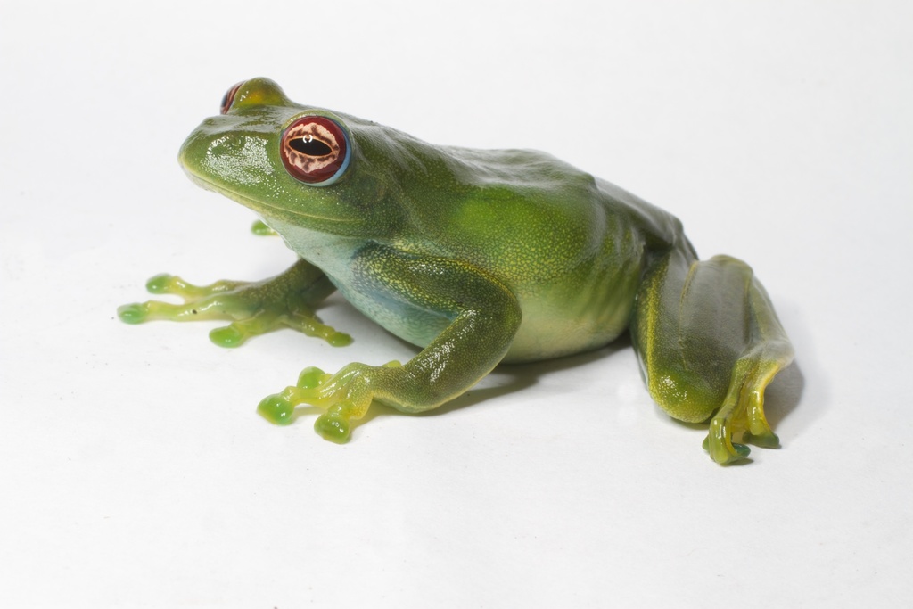 Ankafana Bright-Eyed Frog