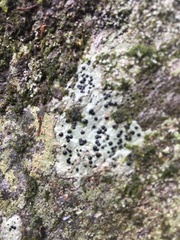 Tephromelataceae