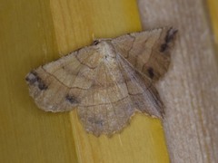 Euchlaena johnsonaria
