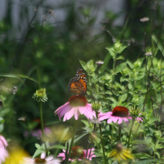 Danaus plexippus