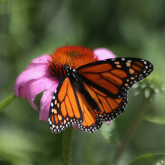 Danaus plexippus