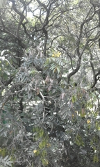 Senna viarum