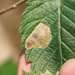 Cameraria ulmella