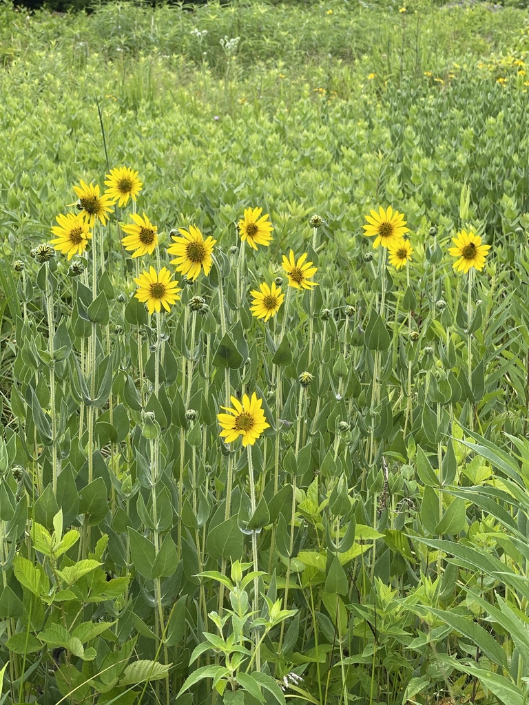 ashy sunflower
