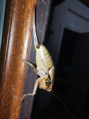 Eupholidoptera megastyla