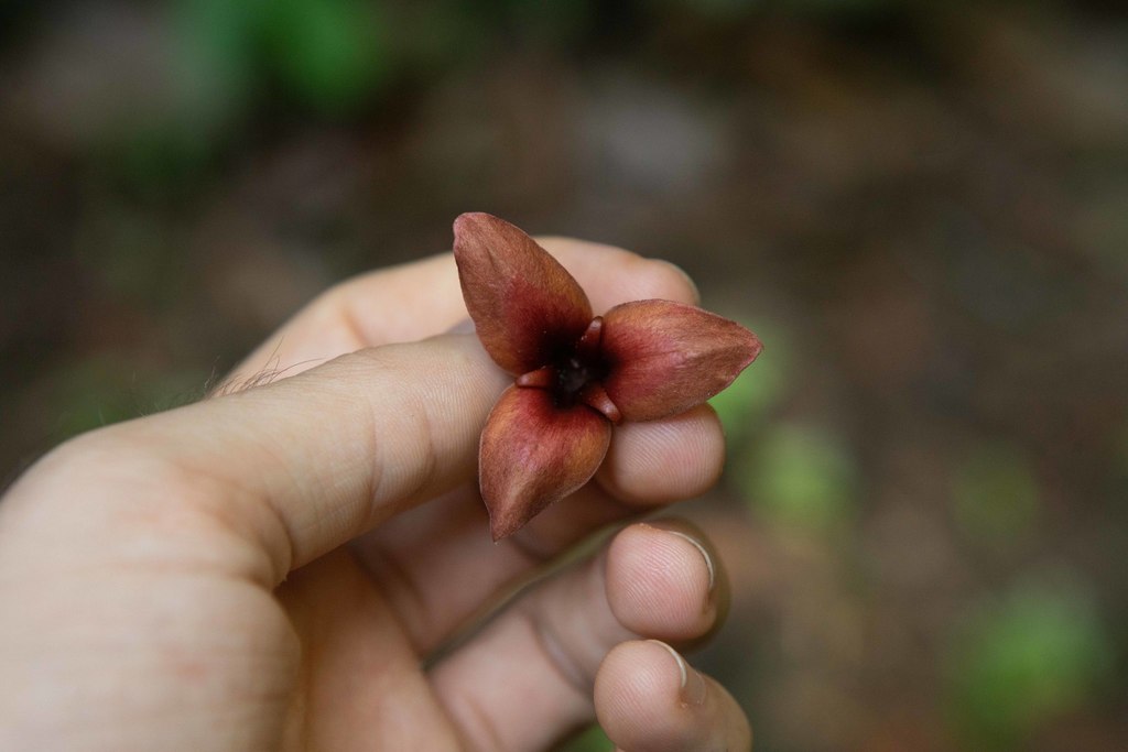 Annona ambotay