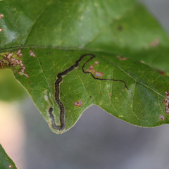 Stigmella nigriverticella
