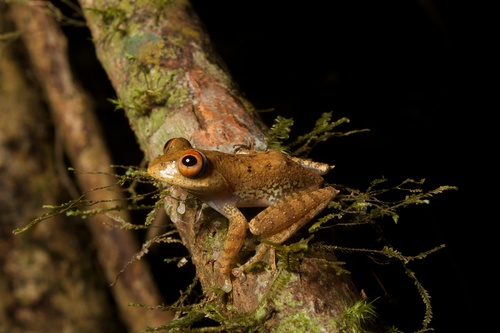 Boophis quasiboehmei