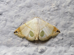 Eublemma ellipsifera