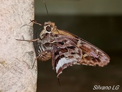 Codatractus alcaeus alcaeus