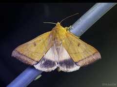Ophiusa trapezium