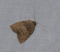 Anachrostis