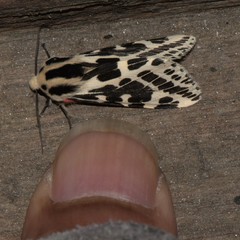 Spilarctia leopardina