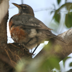 Turdus migratorius