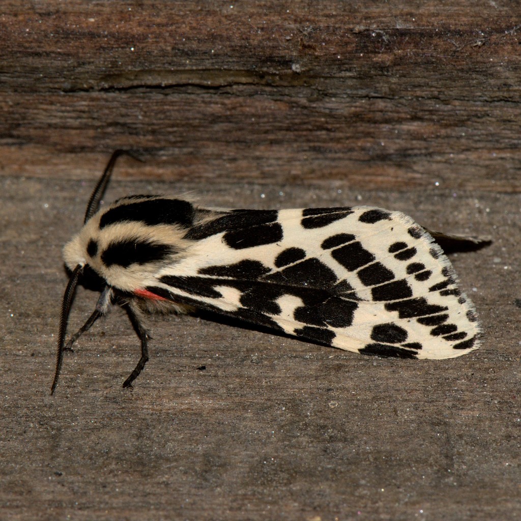 Spilarctia leopardina