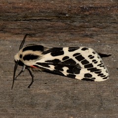 Spilarctia leopardina