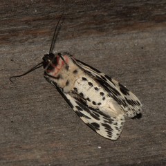 Spilarctia leopardina