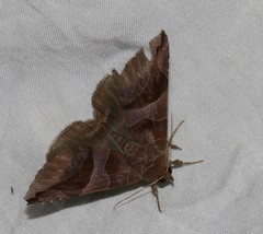 Bastilla arcuata