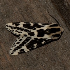 Spilarctia leopardina