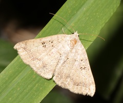 Blasticorhinus rivulosa