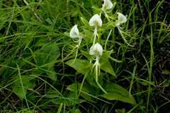 Habenaria intermedia
