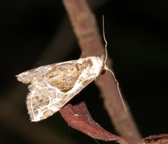 Chorsia albiscripta