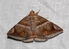 Buzara onelia