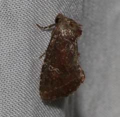 Elusa antennata
