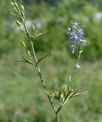 Delphinium schmalhausenii