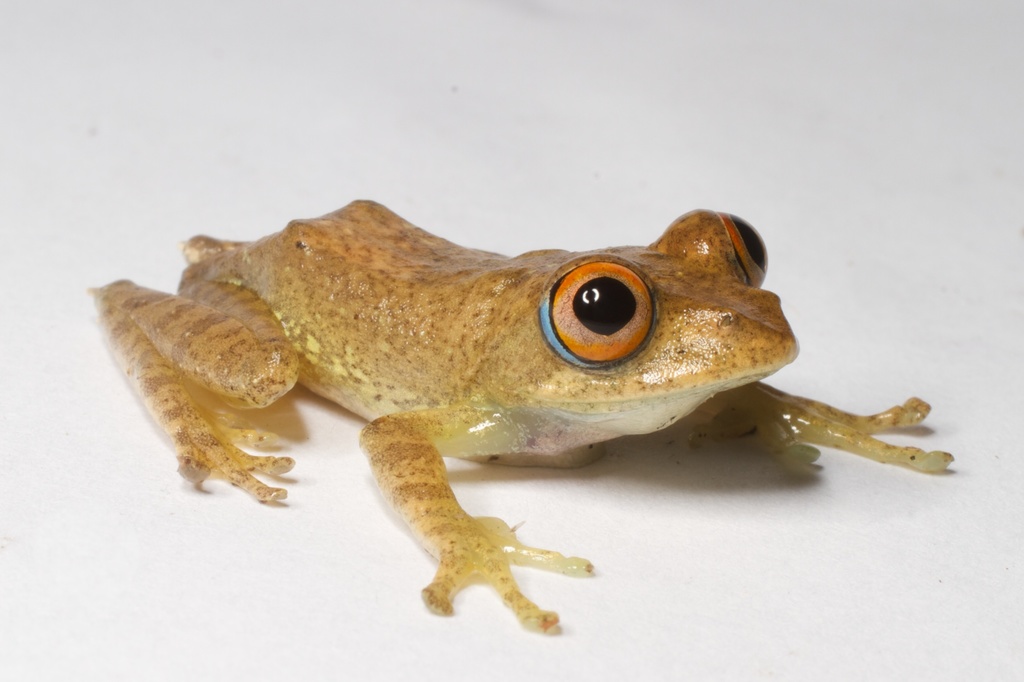 Boophis quasiboehmei