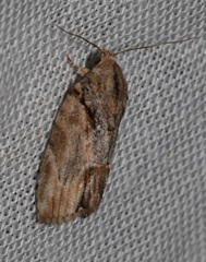 Etanna breviuscula