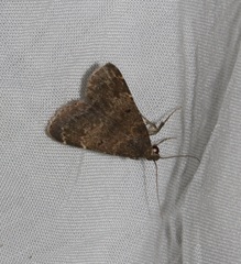 Hydrillodes nilgirialis