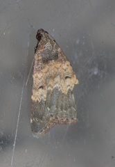 Hydrillodes lentalis