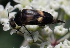 Variimorda villosa