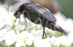 Variimorda villosa