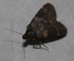 Hydrillodes nilgirialis