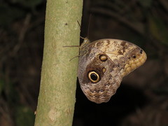Caligo telamonius memnon