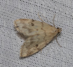Paurophylla