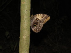 Caligo telamonius memnon