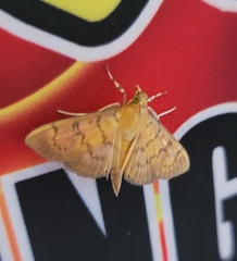 Polygrammodes flavidalis