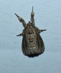 Dasychira atrivenosa