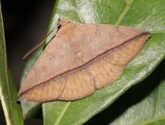 Ugia purpurea