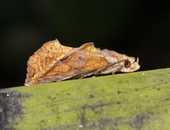 Plusiodonta coelonota